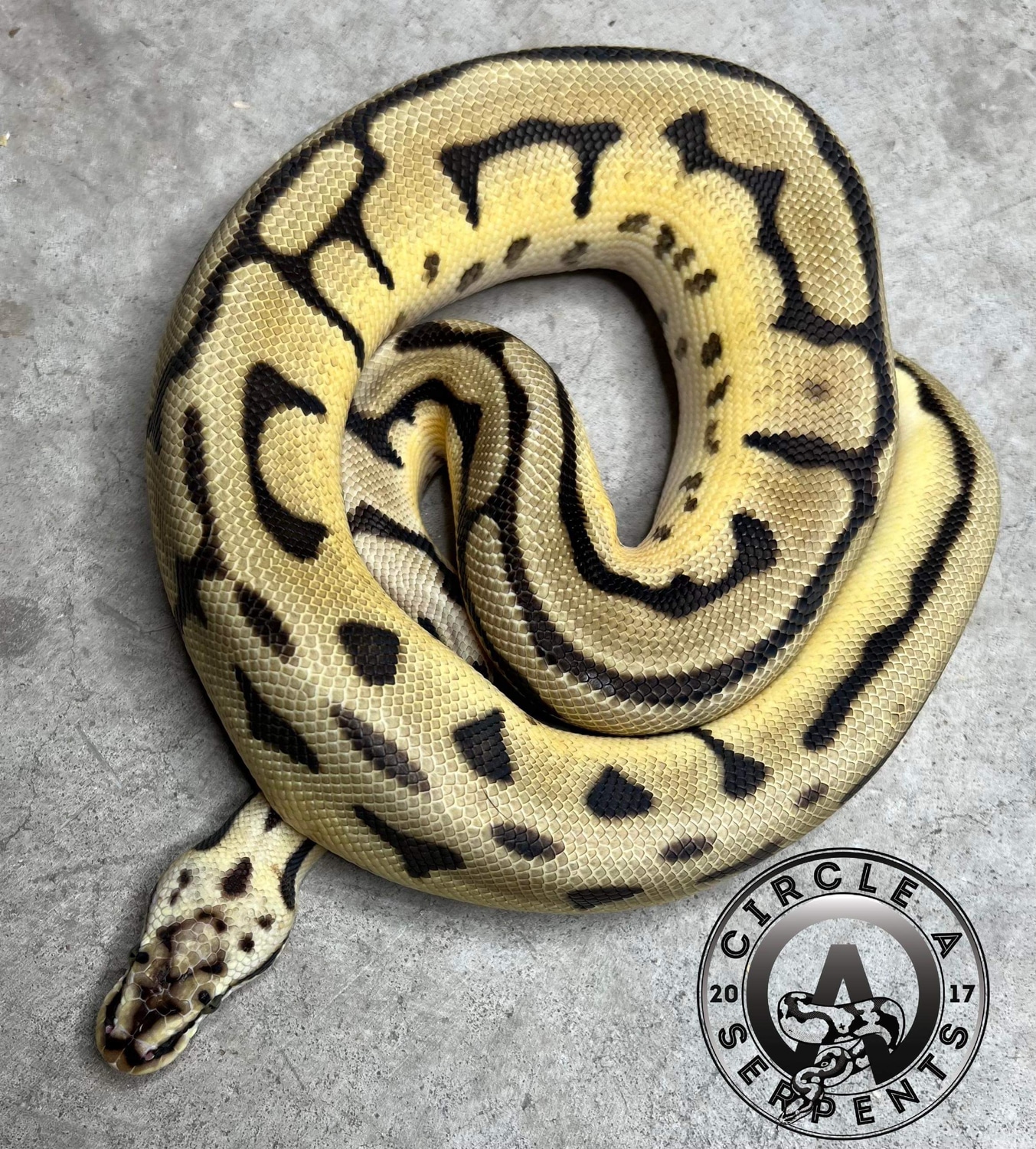Leopard Bumblebee Fire Enchi Het TSK Ball Python by Circle A Serpents ...