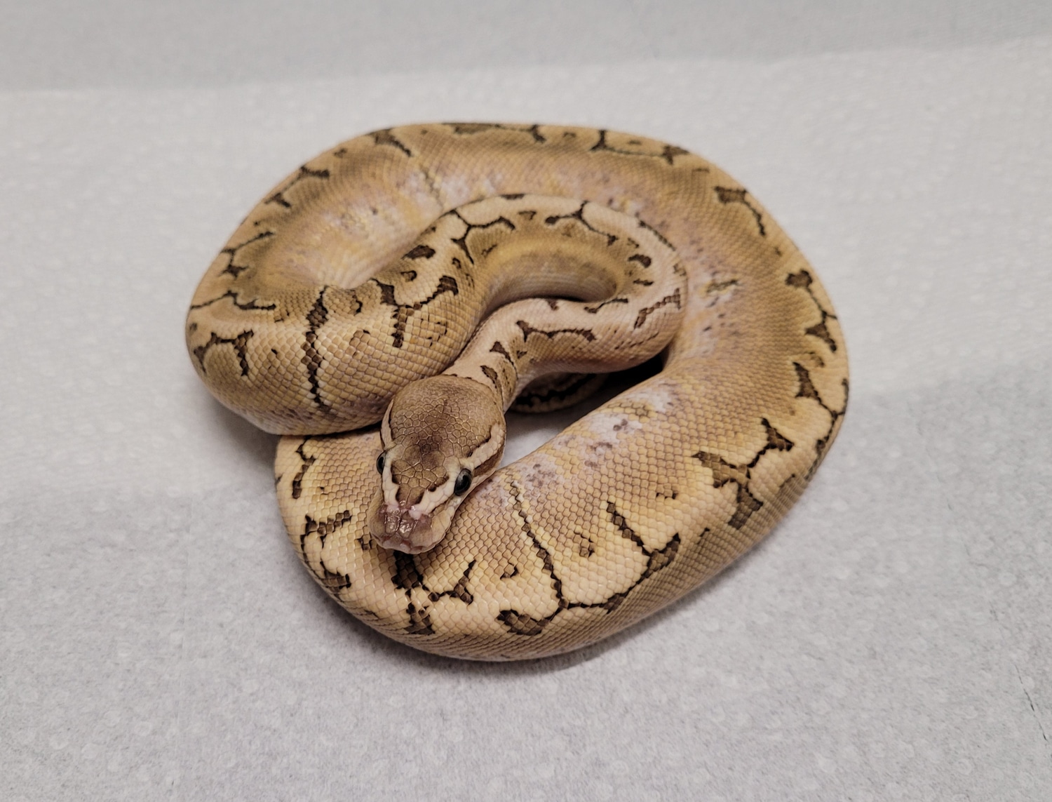 Bamboo Pinstripe Ball Python by AC Royal Reptiles - MorphMarket
