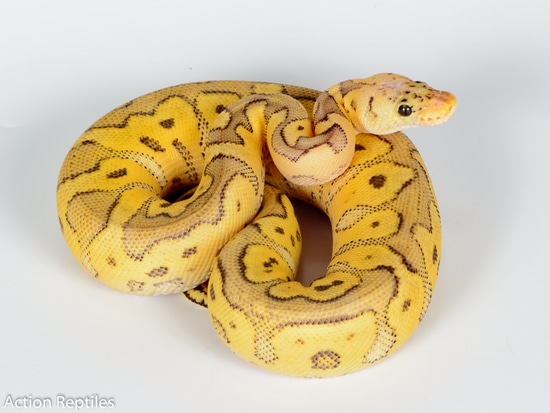 Super Pastel Orange Ghost Clown Ball Python by Action Reptiles