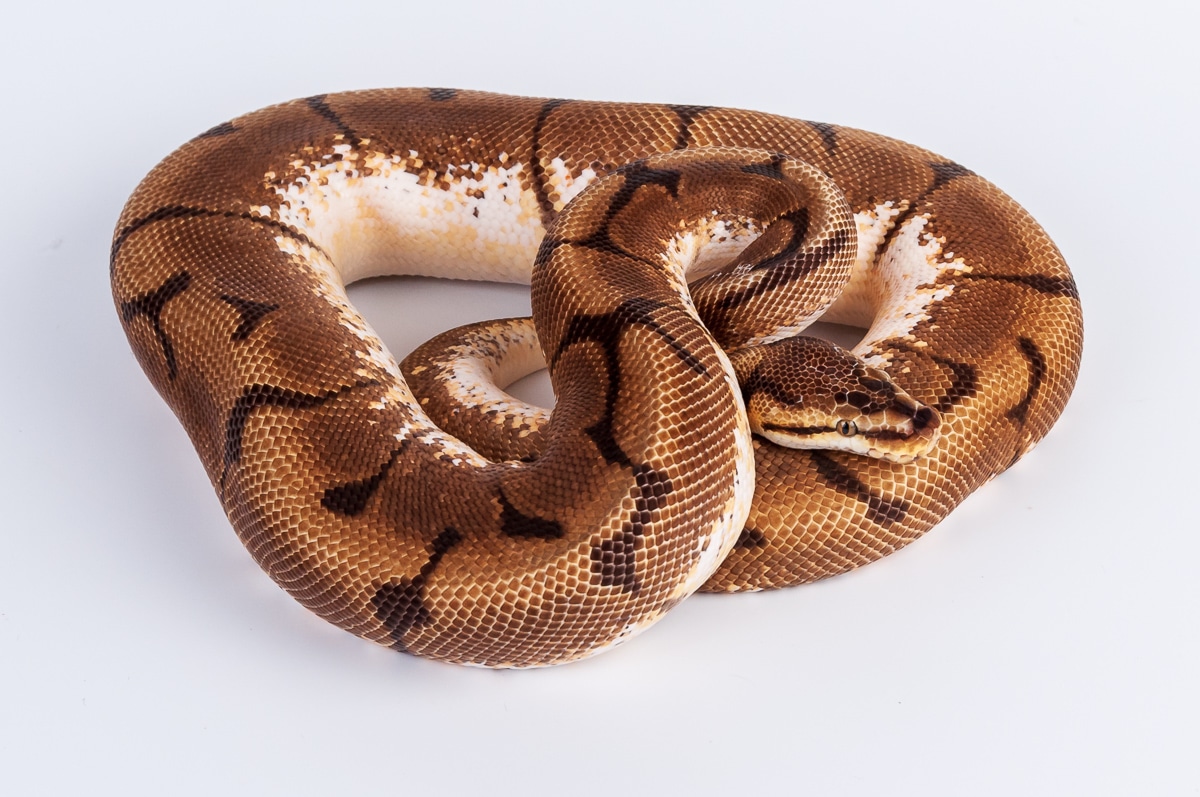 Orange Dream Spider Ball Python by Action Reptiles MorphMarket