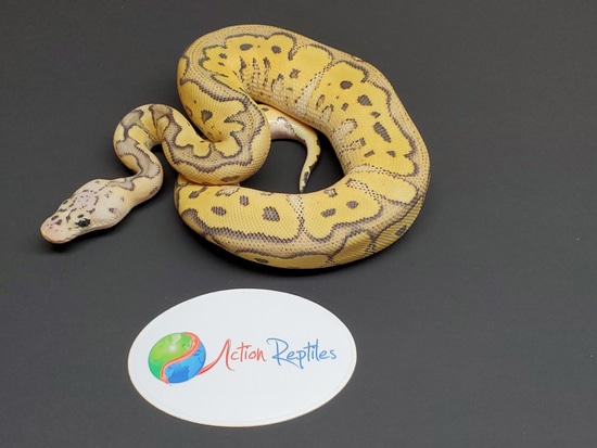 Pastel Orange Ghost Clown Ball Python by Action Reptiles