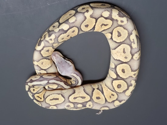 Pastel Mahogany Ghost Ball Python by Action Reptiles