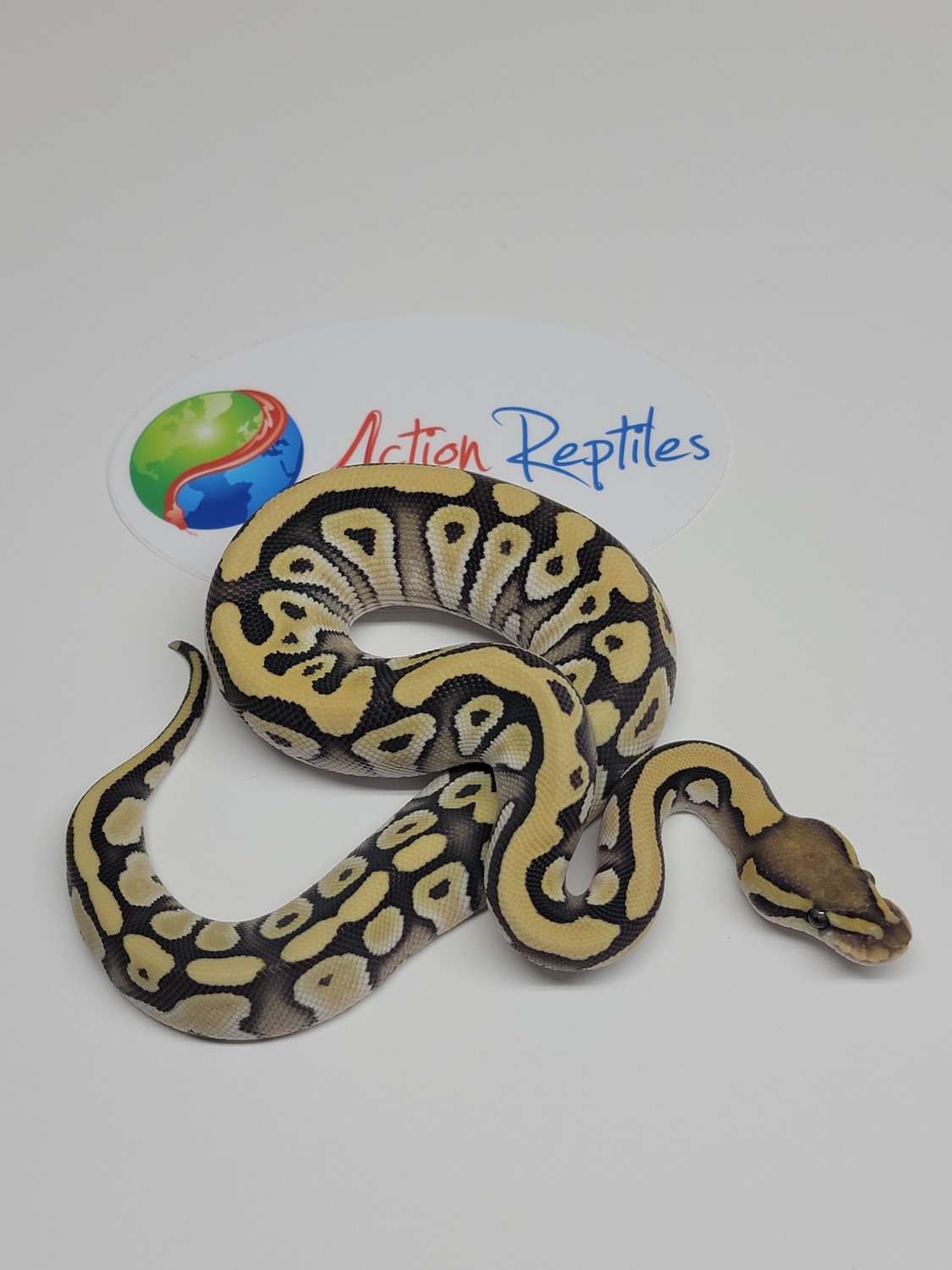 DG Mojave 66% Het Hypo 66% Het Clown Ball Python by Action Reptiles ...