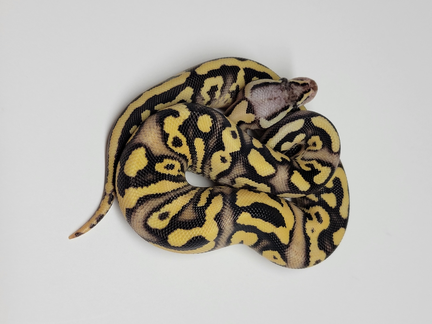 Super Pastel Disco/Fire YB/Gravel Het Clown Ball Python by Action