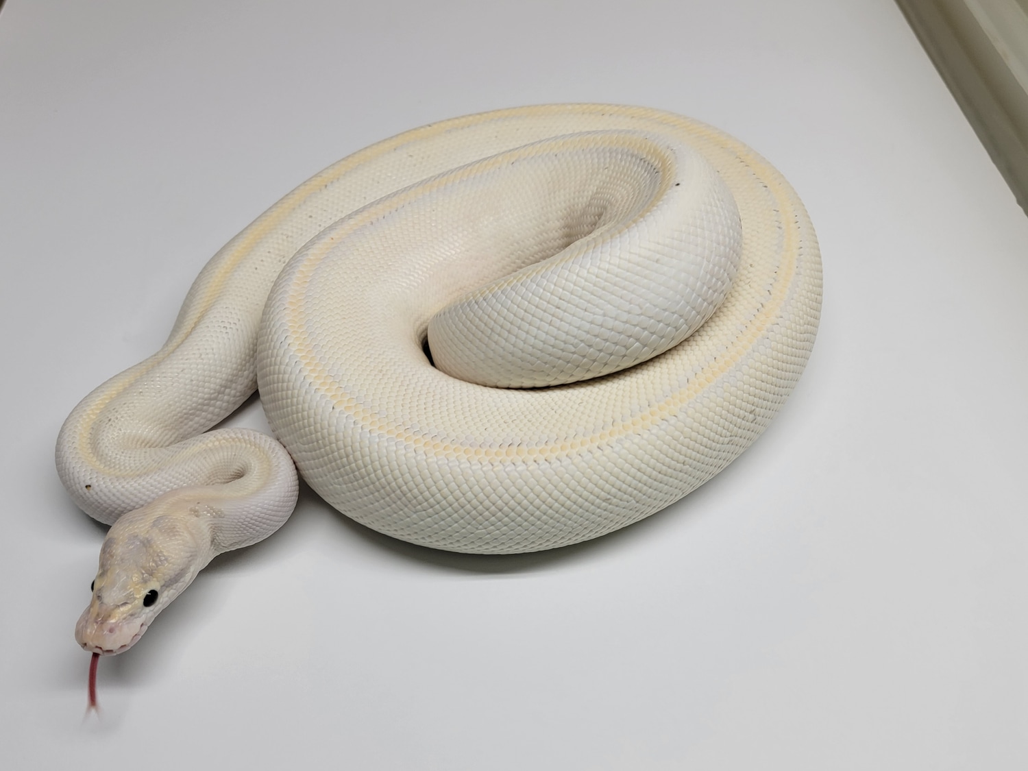 Puma Ball Python by Action Reptiles - MorphMarket
