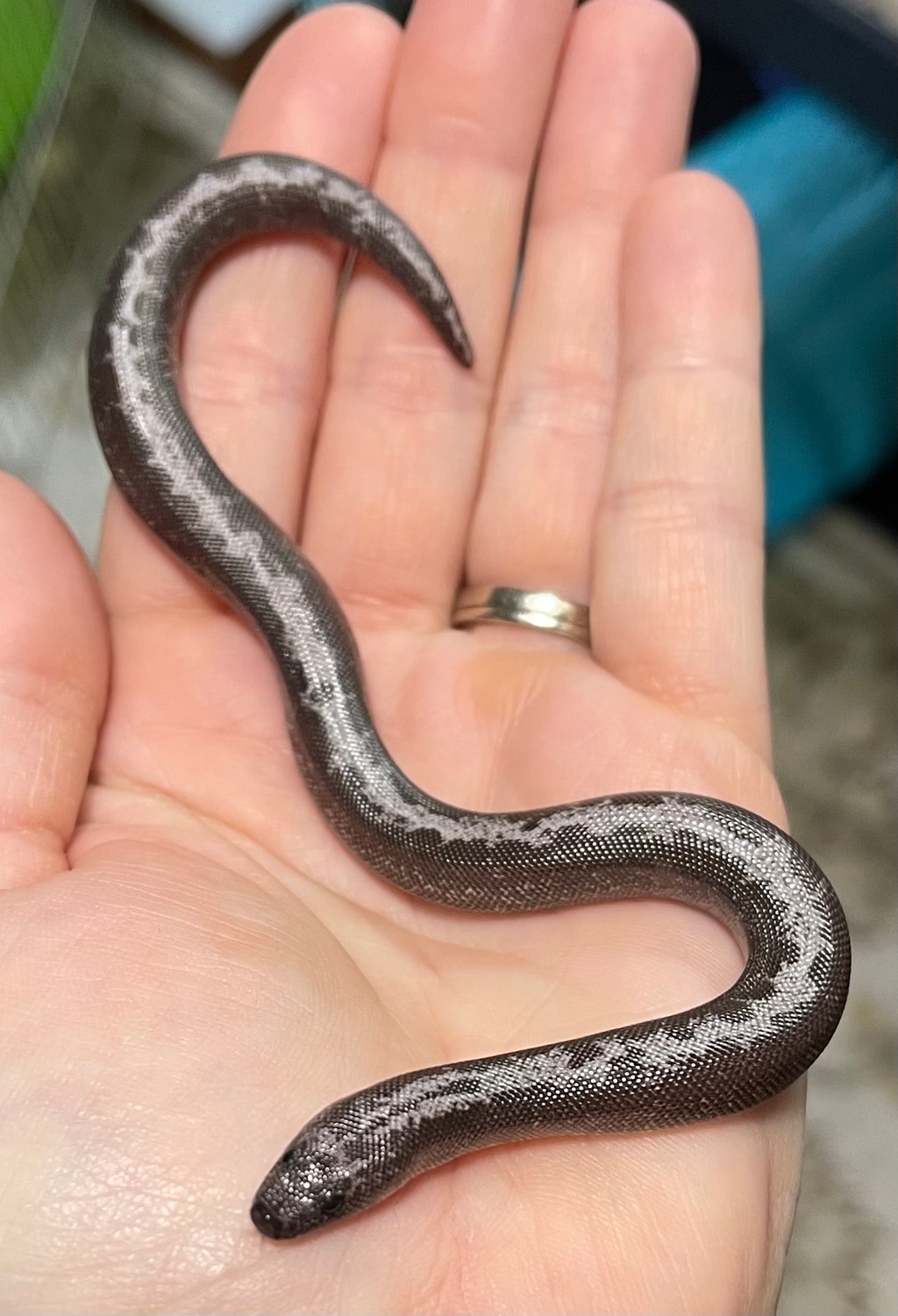 Anery Stripe Kenyan Sand Boa by Blue Water Sand Boas MorphMarket