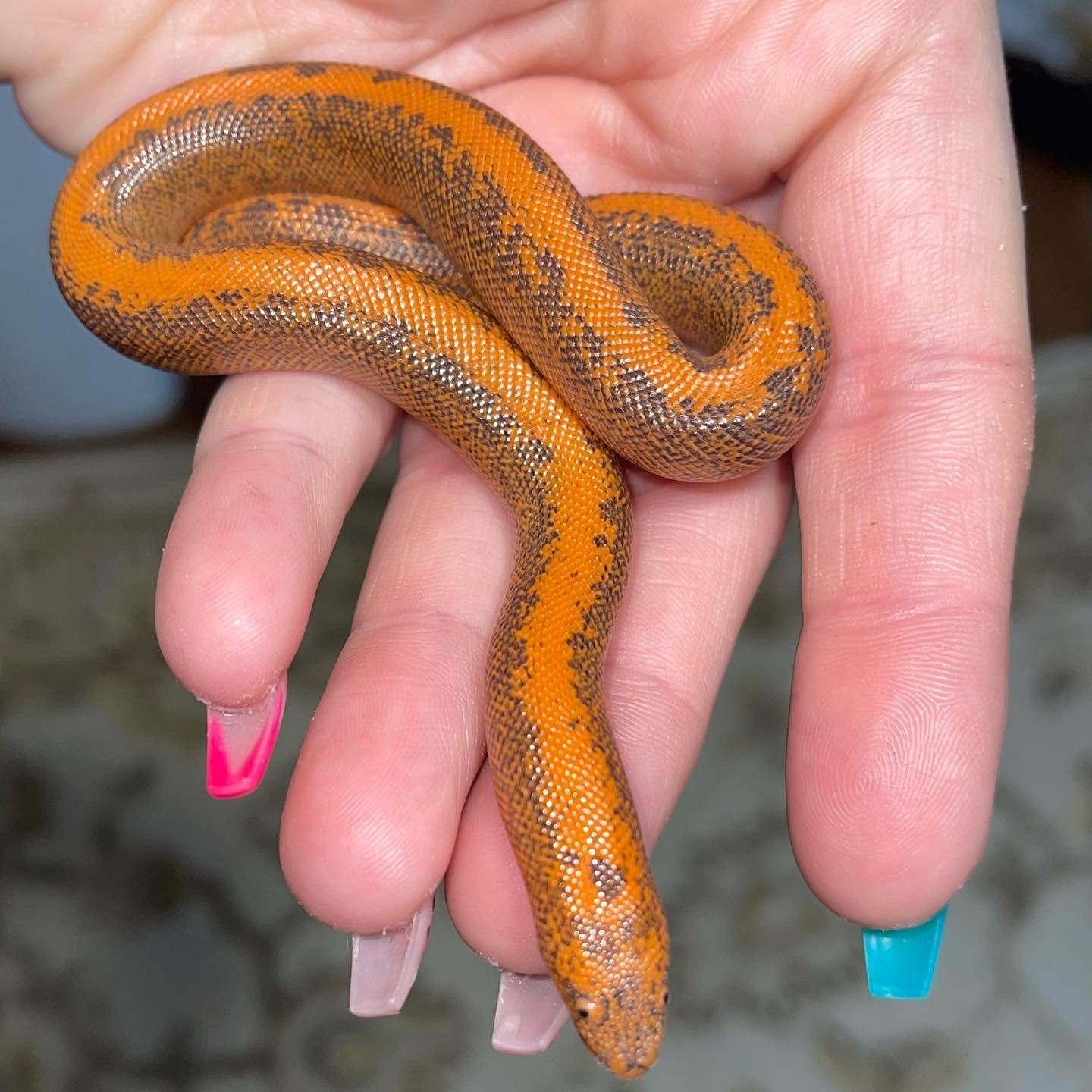 Normal Stripe Kenyan Sand Boa by Blue Water Sand Boas MorphMarket