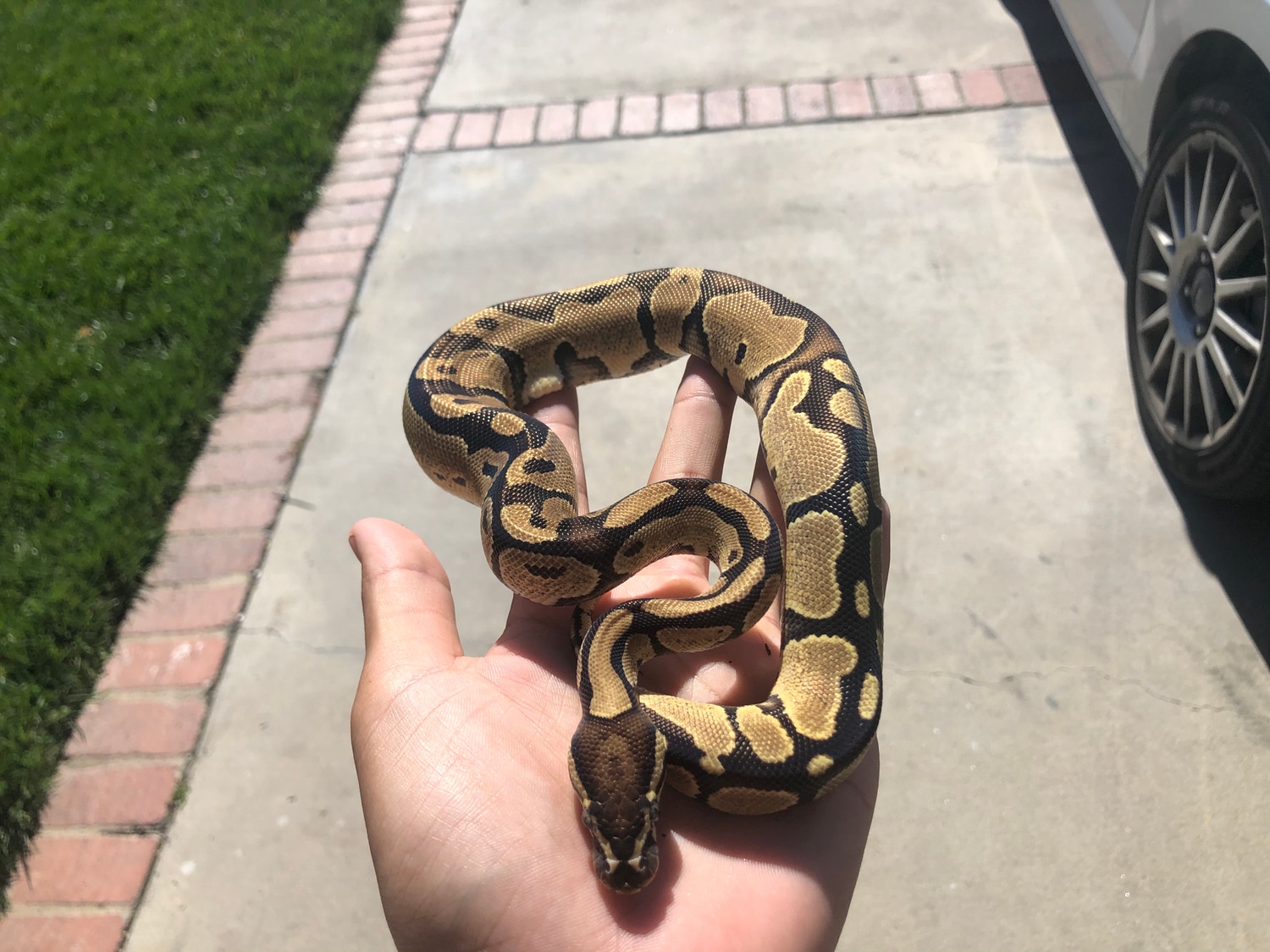 DH Lightning Pied Ball Python by Big Baller Balls - MorphMarket