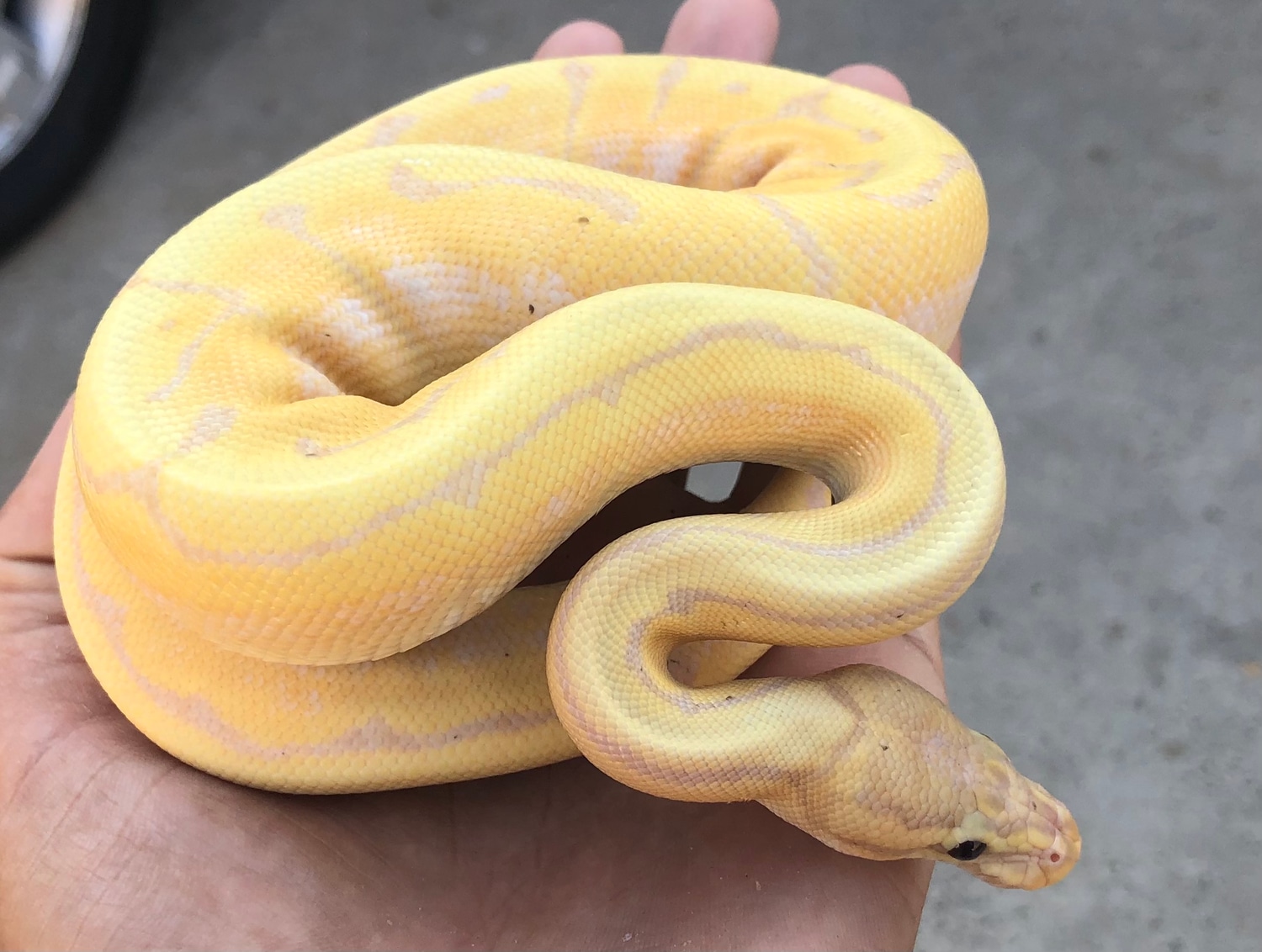 Banana Pinstripe Fire Yellowbelly Pos Het Ghost Ball Python by Big