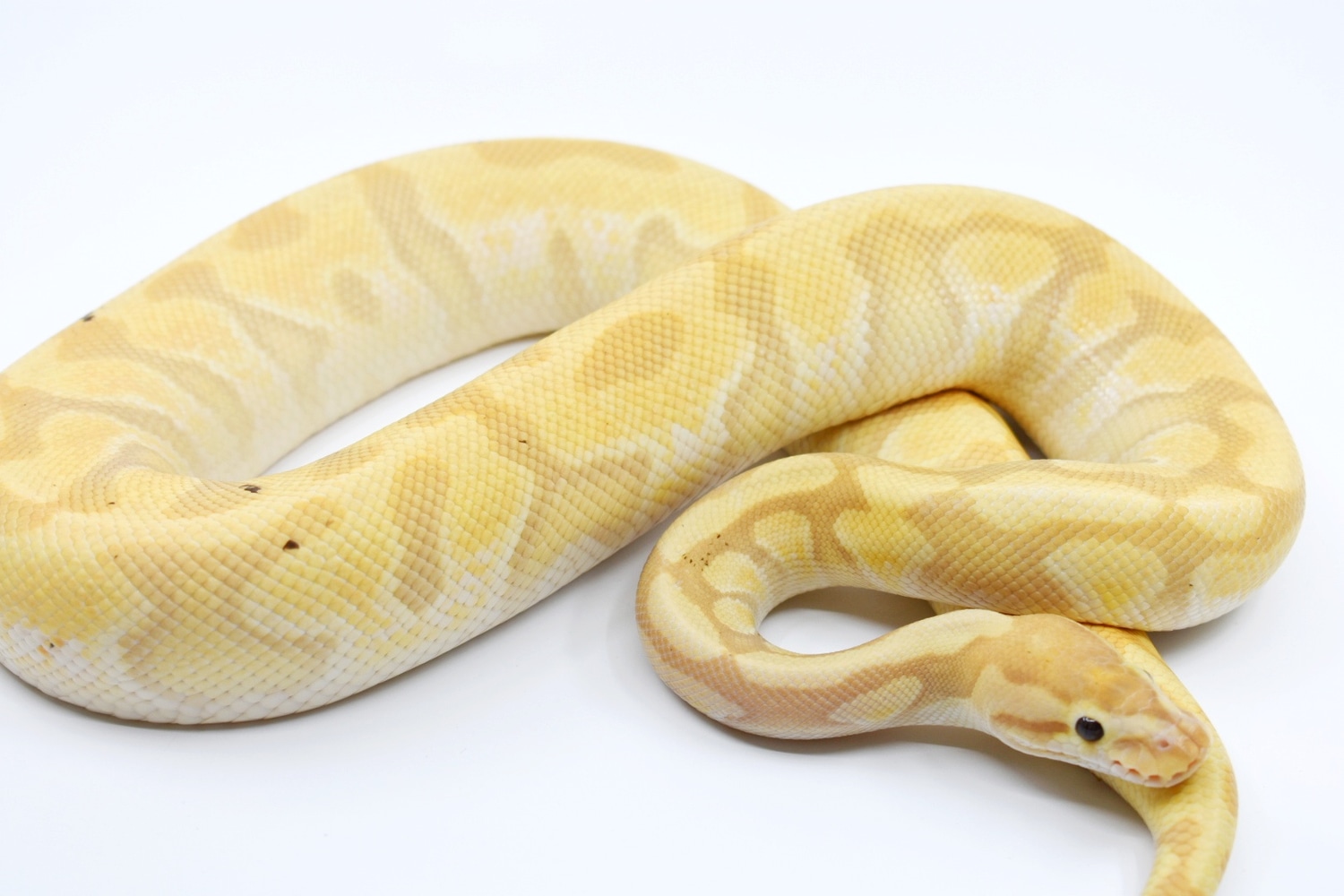 Banana HGW Enchi 100 Het Clown Ball Python by Comer's Constrictors