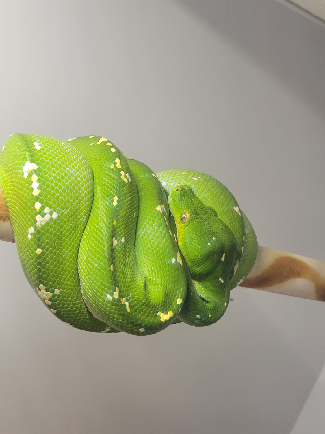 Aru Green Tree Python by Adams Tree Pythons - MorphMarket