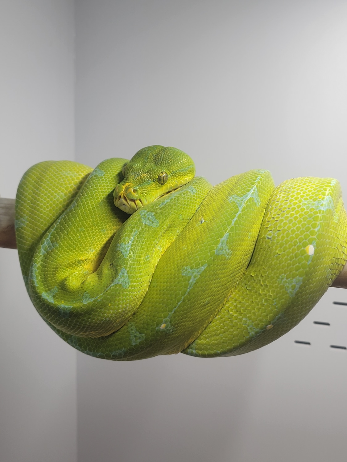 Sorong Green Tree Python by Adams Tree Pythons - MorphMarket