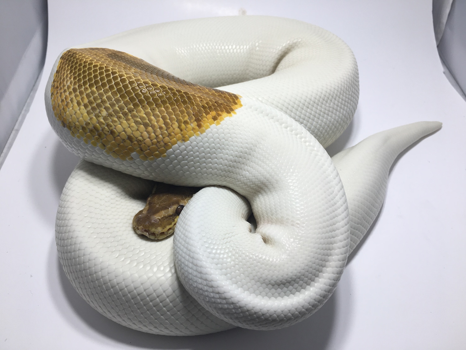 PROVEN Female Caramel Pied Ball Python by Hudson River Reptiles ...