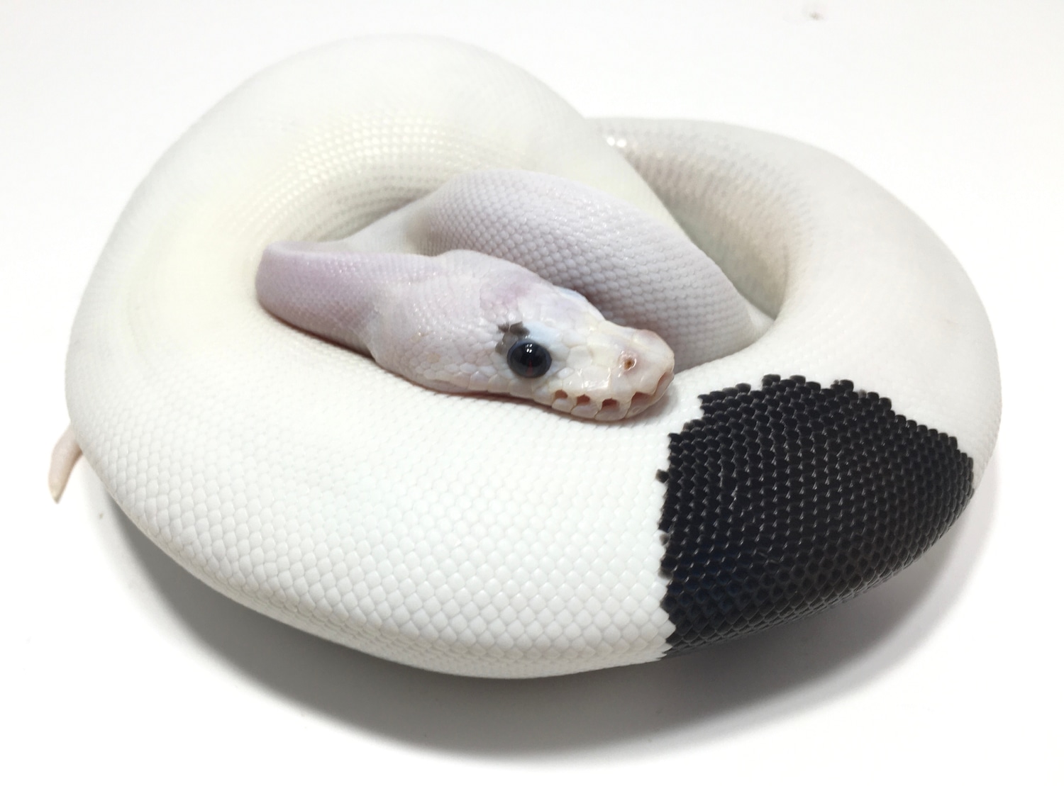 Panda Pied Ball Python by Hudson River Reptiles - MorphMarket