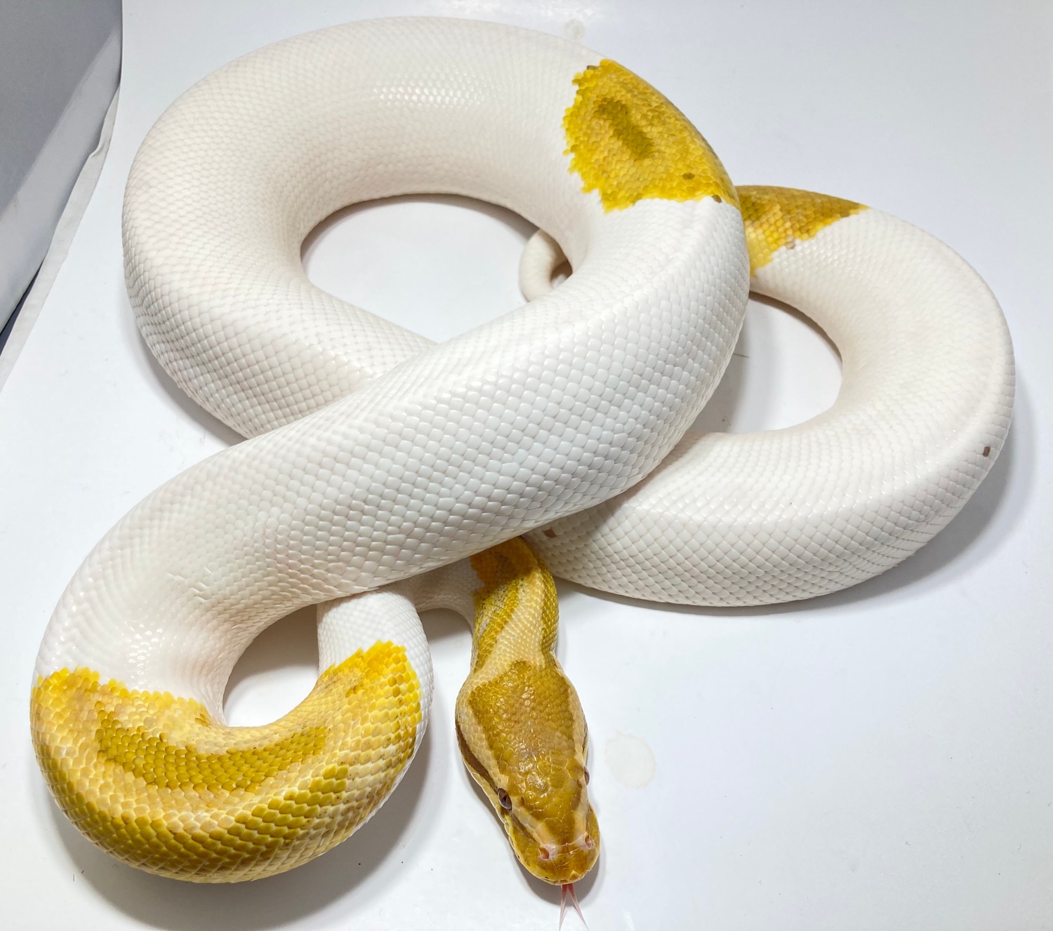 PROVEN Caramel Pied Ball Python by Hudson River Reptiles - MorphMarket