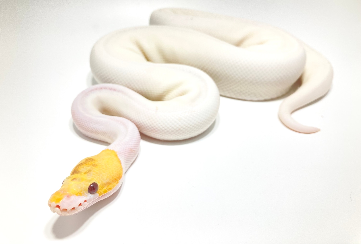 Spied Banana Bee Ball Python by Hudson River Reptiles MorphMarket