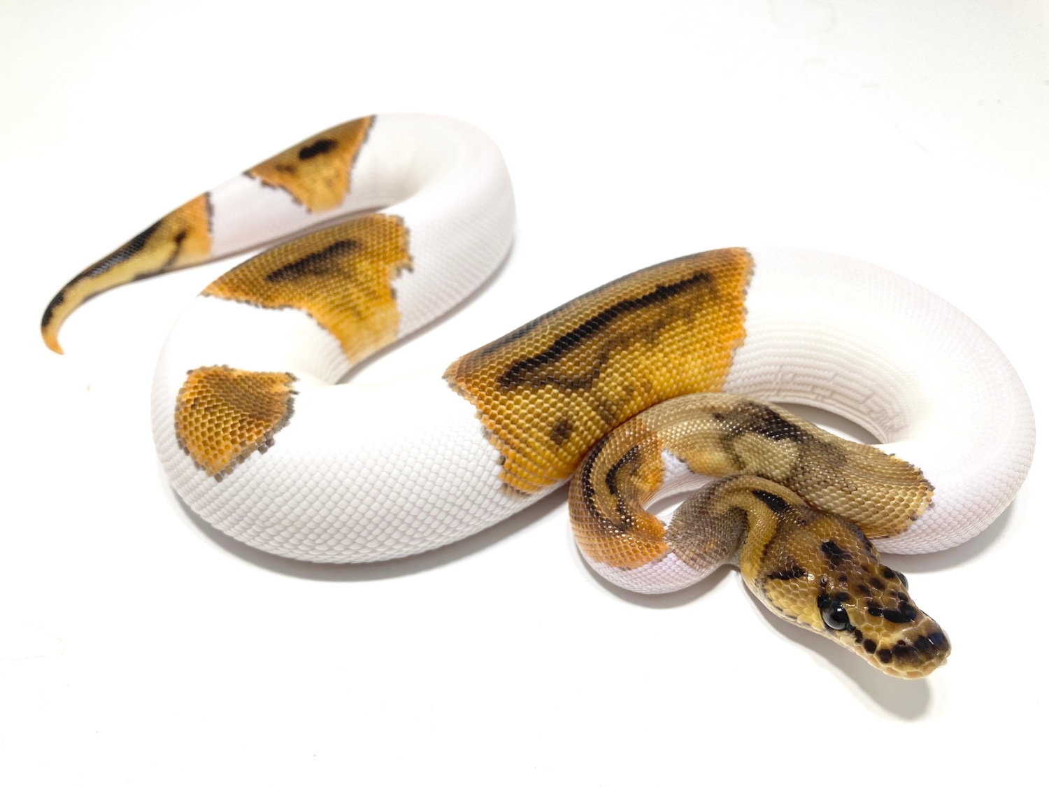 Paradox Clown Pied Ball Python by Hudson River Reptiles - MorphMarket