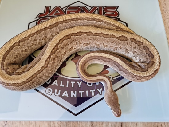 Fire Leopard Mojave Pinstripe Pos Double Het Orange Ghost Albino Ball ...
