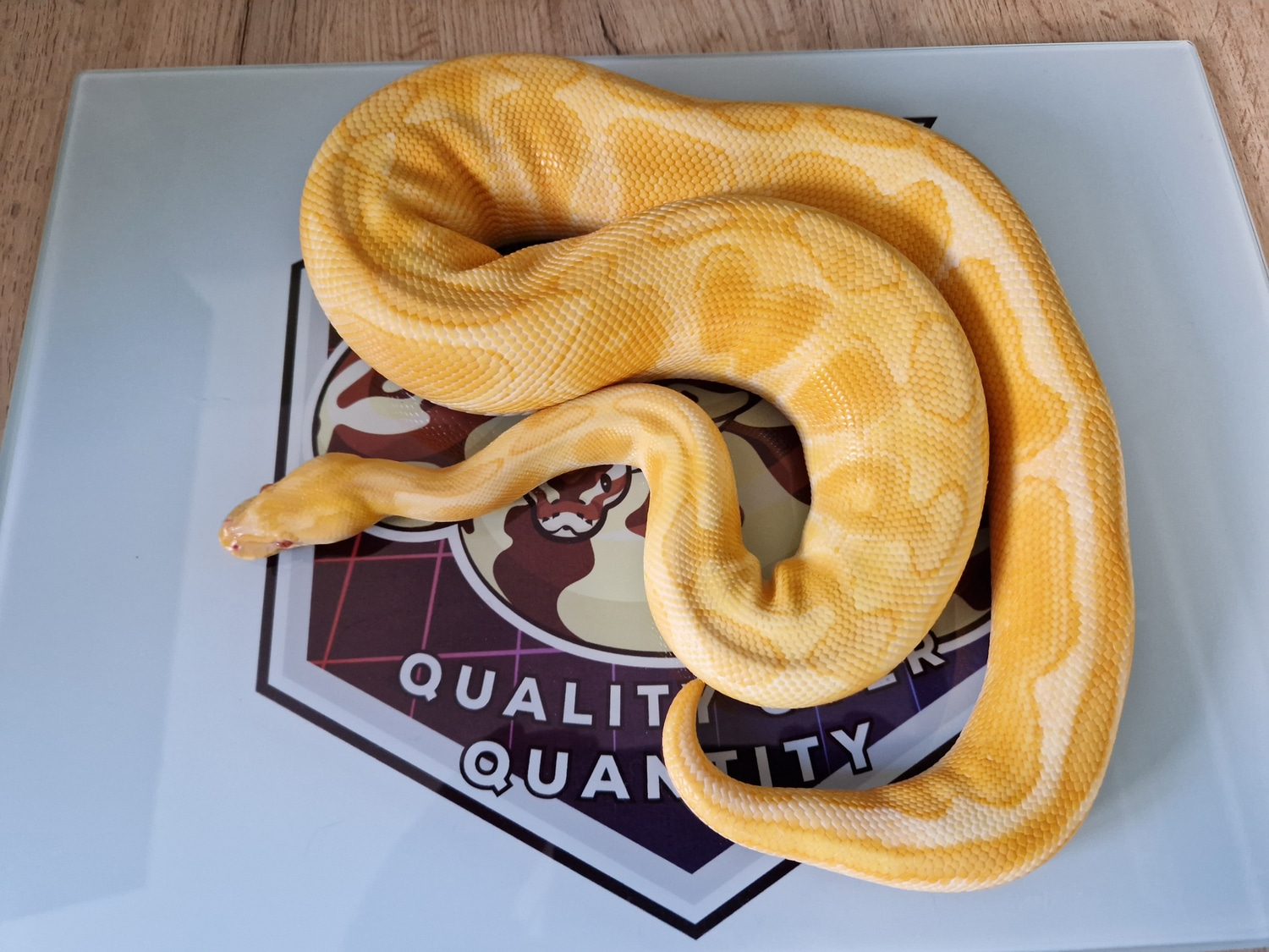 Enchi Black Pastel Albino Ball Python by Jarvis MorphMarket