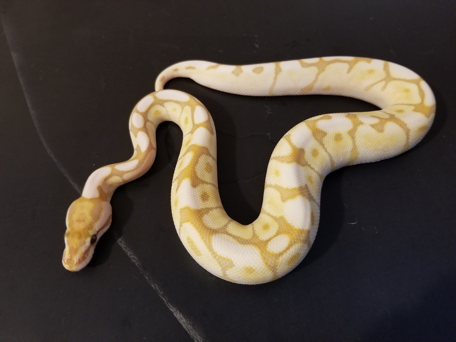Lesser Spider Ultramel Ball Python by Just A Guy With Snakes - MorphMarket