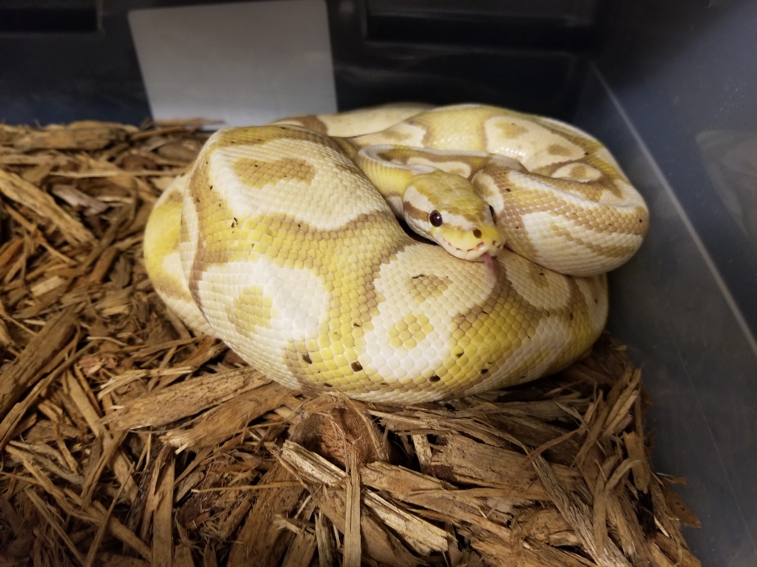 Banana Pastel Ball Python by Just A Guy With Snakes MorphMarket