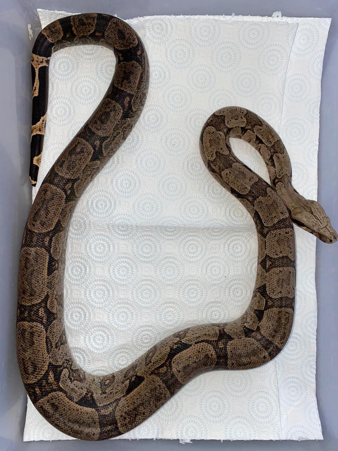 Brazilian Silverback Boa / Amarali Shorttailed Boa Constrictor by All