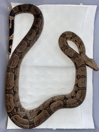 boa constrictor amarali premio de roma pythons and... Brazilian Silverback Short Tailed Boa / Amarali Short-Tailed Boa ...