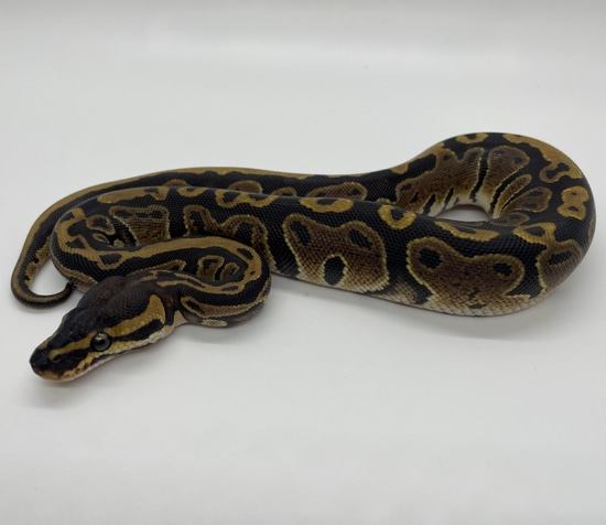 Normal Het Pied Ball Python by CC Reptiles
