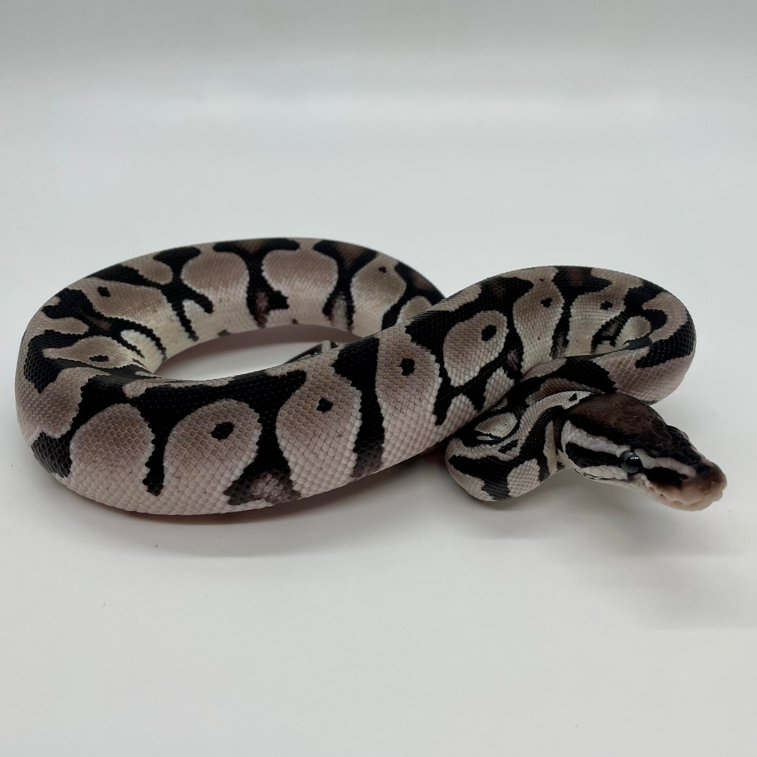 VPI Axanthic Ball Python by CC Reptiles - MorphMarket