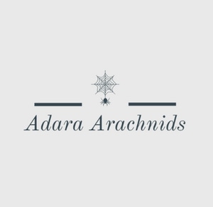 Adara Arachnids - MorphMarket