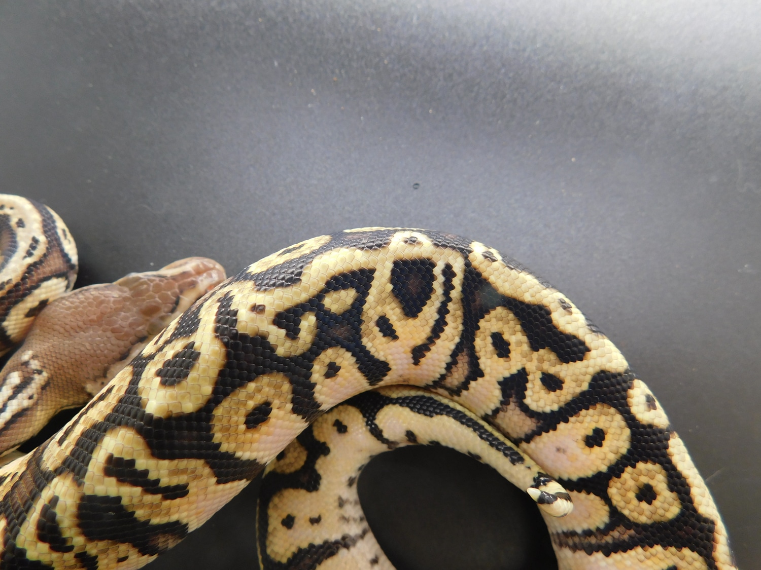 Angel Of Death Ball Python by Army Vet W/ Balls - MorphMarket