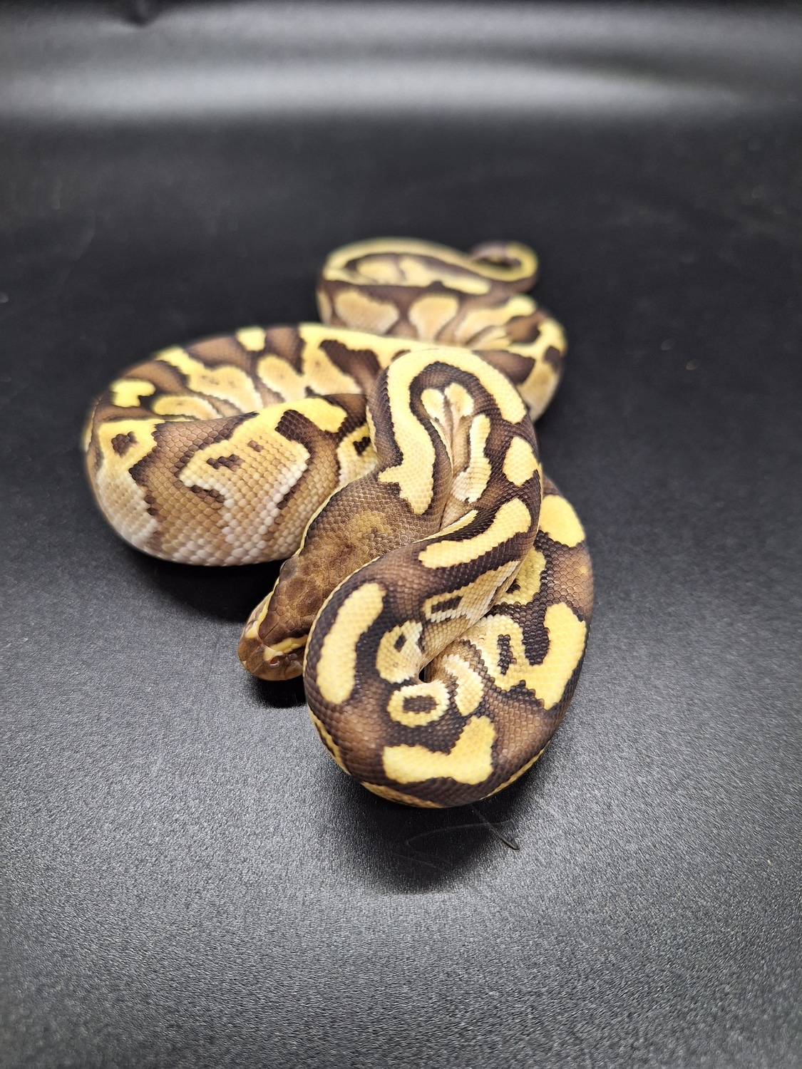 Pastel Lesser Ball Python by Army Vet W/ Balls - MorphMarket