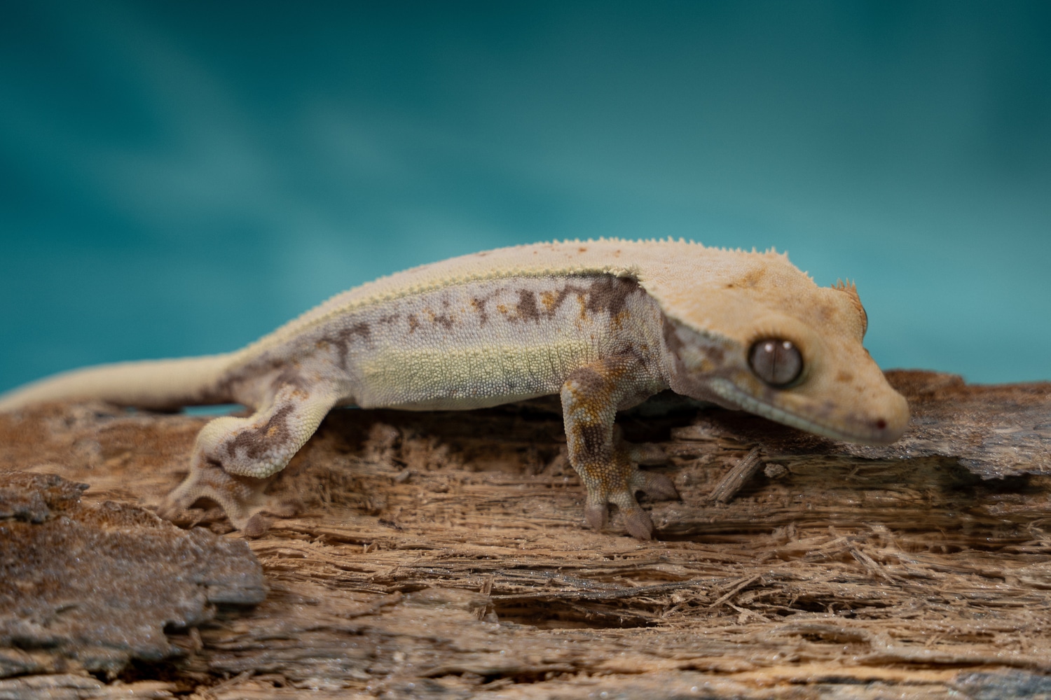 Lilly White 15 Crested Gecko by Addit Geckos - MorphMarket