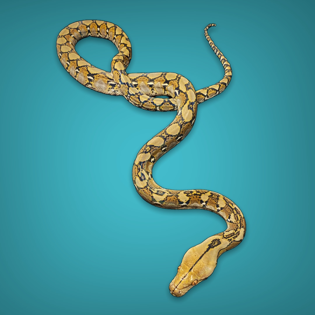 Het Pied AND Carmel OR White Reticulated Python by Elegant Exotics, LLC ...