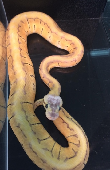 Super Emperor Het Orange Ghost Ball Python by Adrian's Captive Creation's