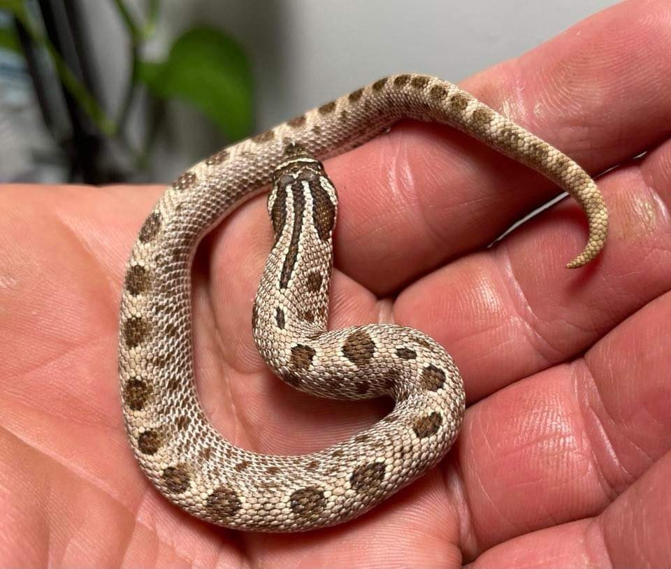 Arctic Anaconda Het Albino Western Hognose by Adrian's Captive Creation ...