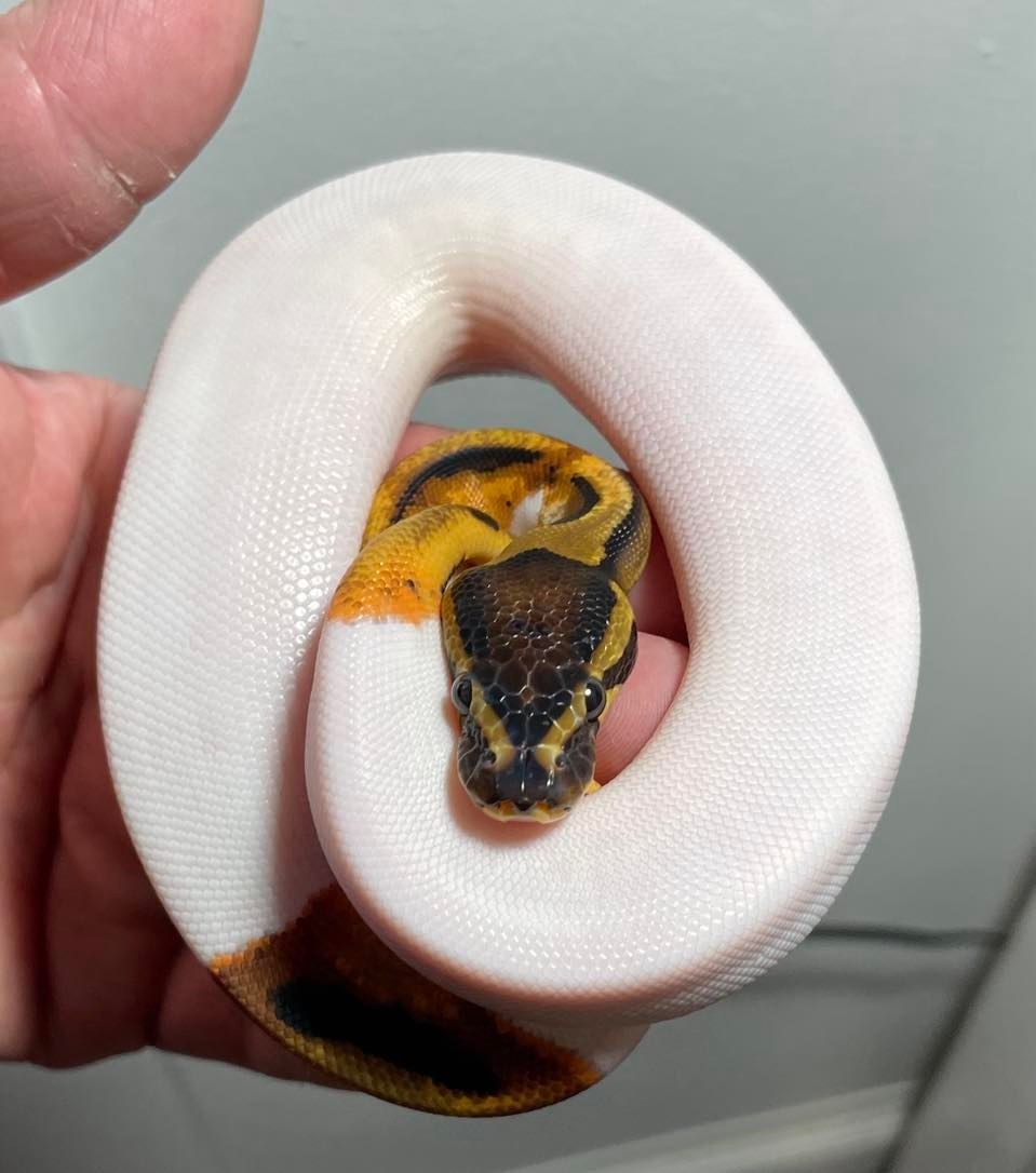 Orange Dream Pied Ball Python by Adrian's Captive Creation's - MorphMarket