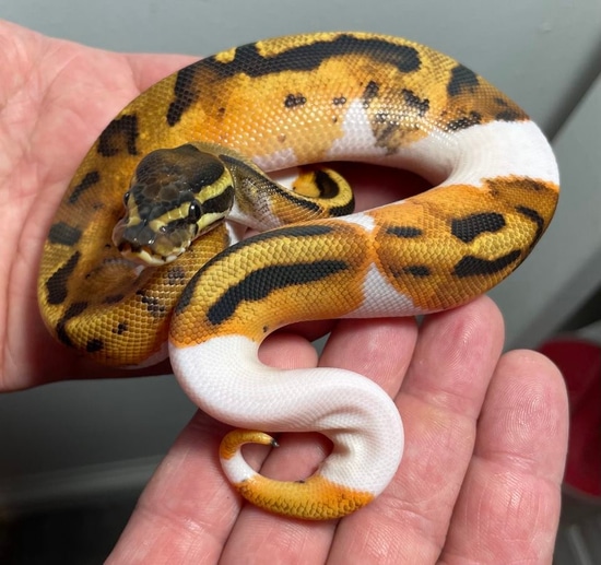 Free Shipping! Ball Python by Adrian's Captive Creation's