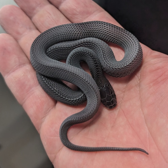 Captive Bred File Snake House Snake by Adrian's Captive Creation's