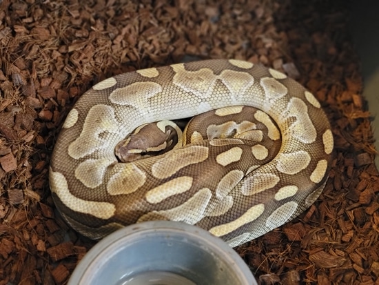 Butter Ball Python by A & E Morphs