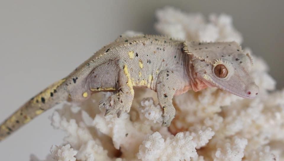 Red Super Dalmation Confetti Portholes Crested Gecko by Hidden Valley