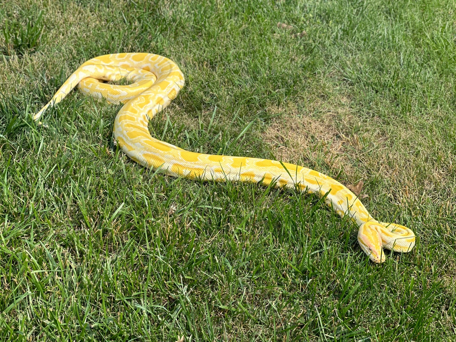 Albino Burmese Python by Hidden Valley Geckos - MorphMarket