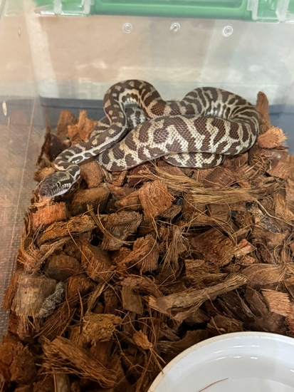 Stimson's Python Female by Pied Wyvern Reptiles