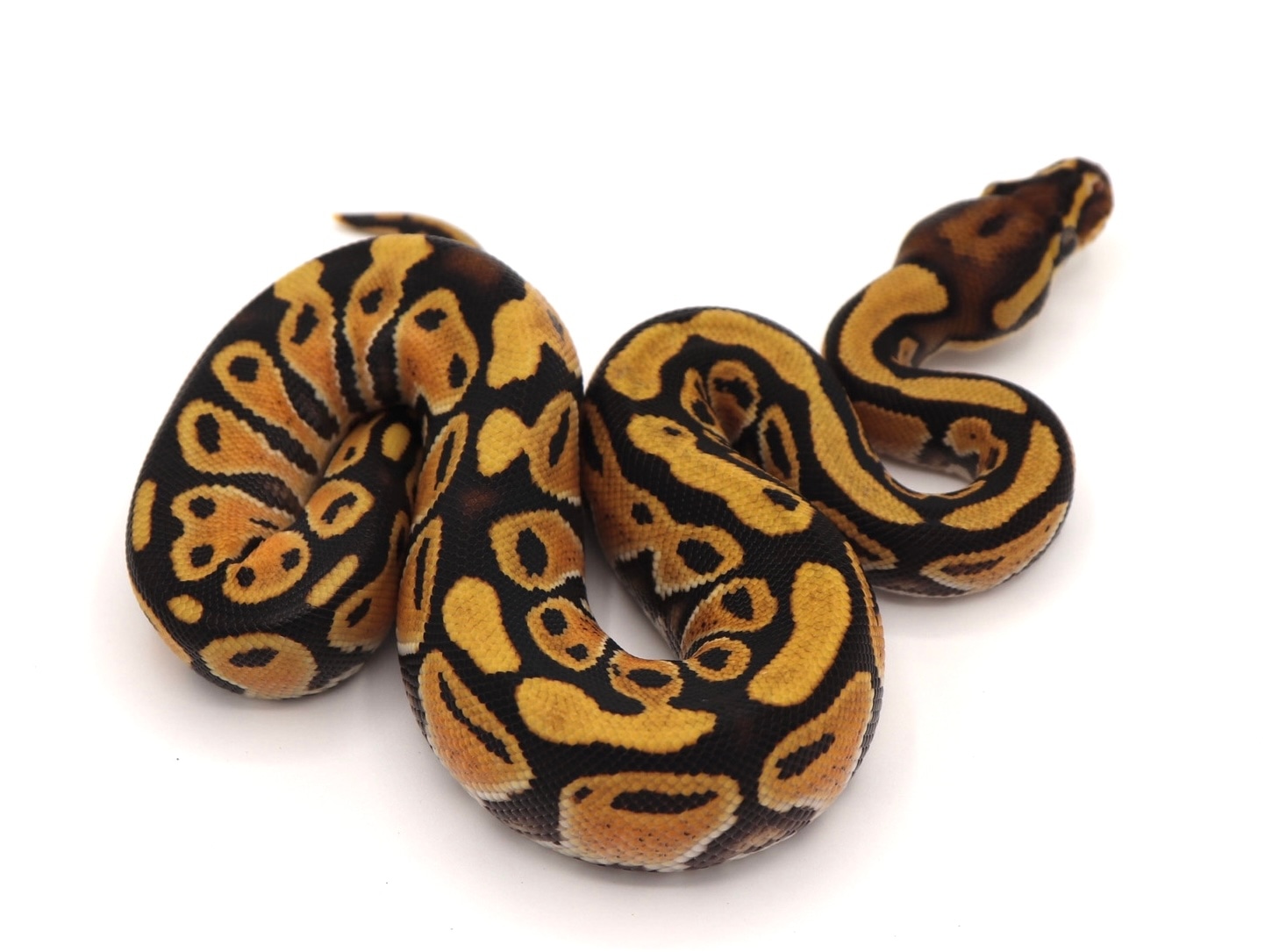 Lace OD Specter Ball Python by Aesthetic Selection Reptiles - MorphMarket