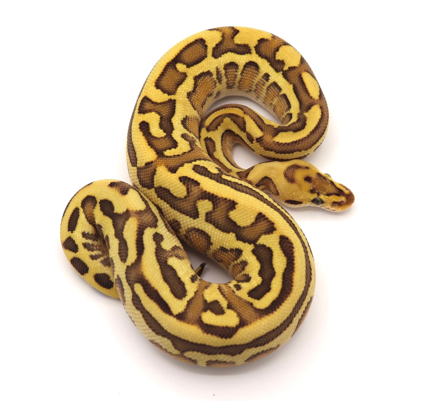 OD Fire Lesser Leopard Crypton 66% Ph DG Ball Python by Aesthetic ...