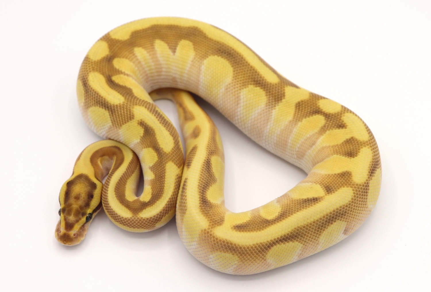 Enchi Lesser OD Fire Het. Clown 66% Het. DG Ball Python by Aesthetic ...