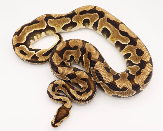 YB Puzzle Ball Python by Aesthetic Selection Reptiles