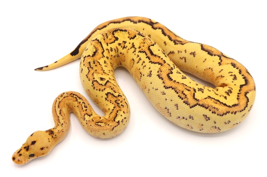 OD Super Stripe Or Gravel Specter Clown Ball Python by Aesthetic ...