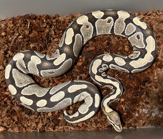 Desert Ghost Ball Python by Aesthetic Selection Reptiles