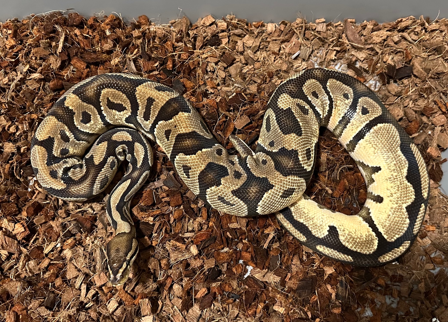 OD Specter Ball Python by Aesthetic Selection Reptiles - MorphMarket